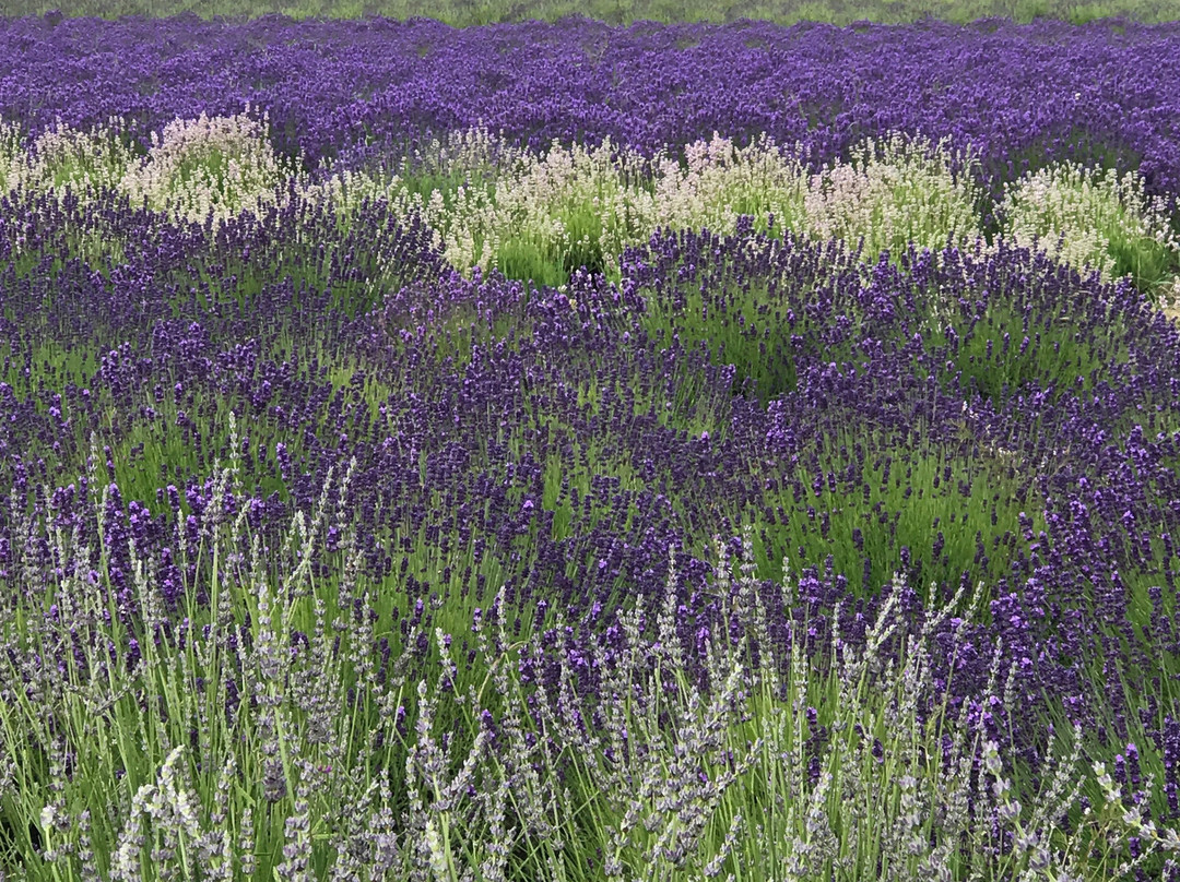 Lavender Wind Farm景点图片