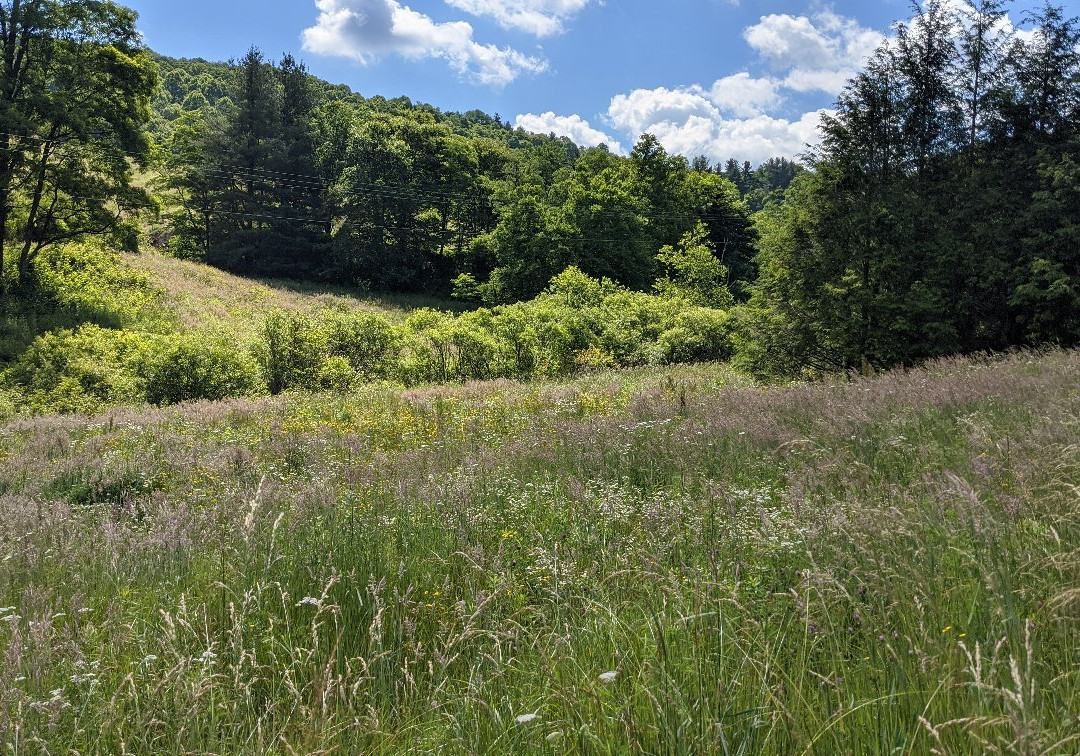Miller's Camping