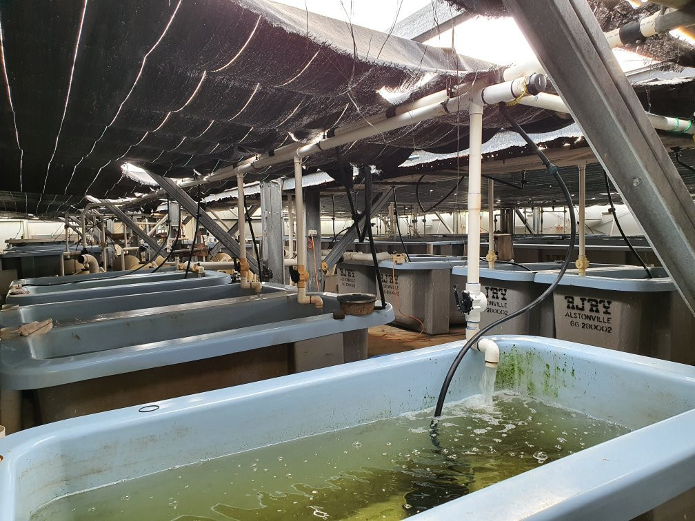 Barramundi Farm景点图片