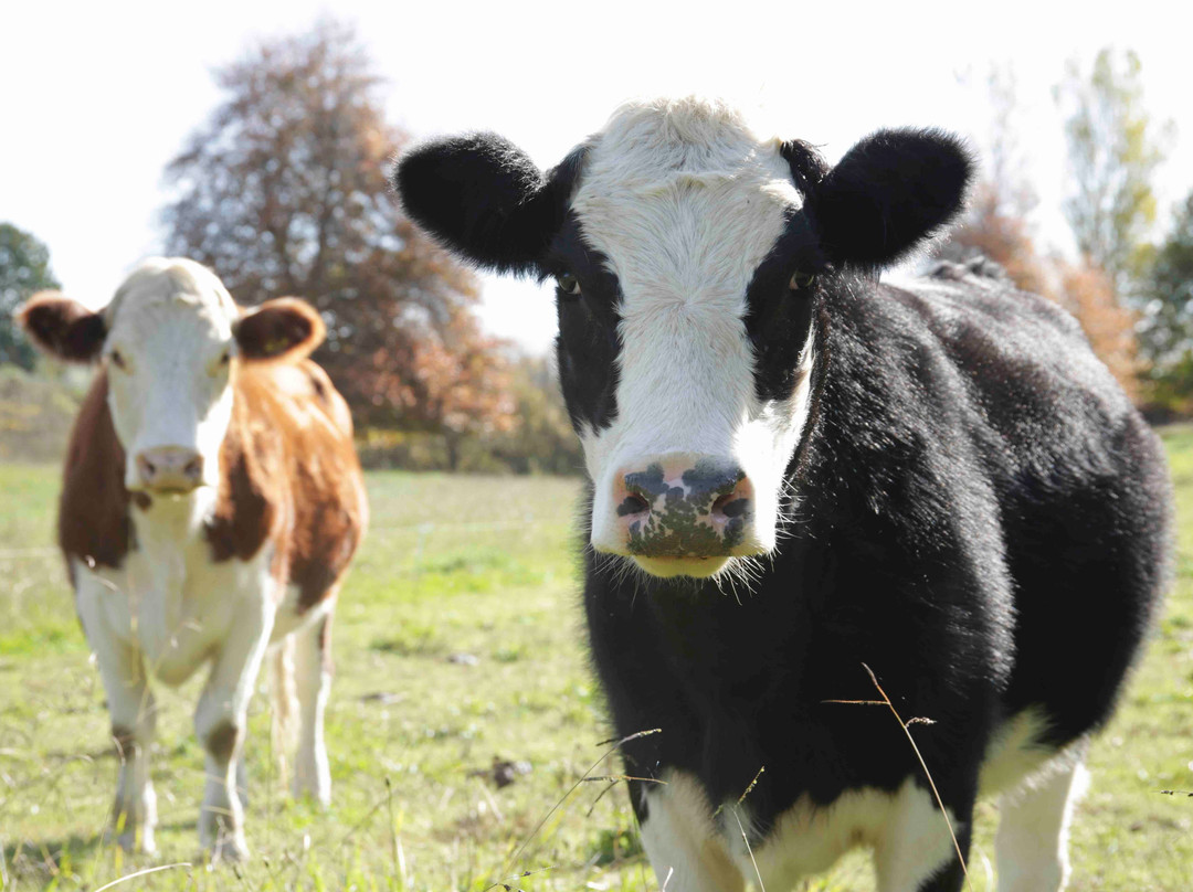 Somersal Bed & Breakfast / Wedding Venue主图