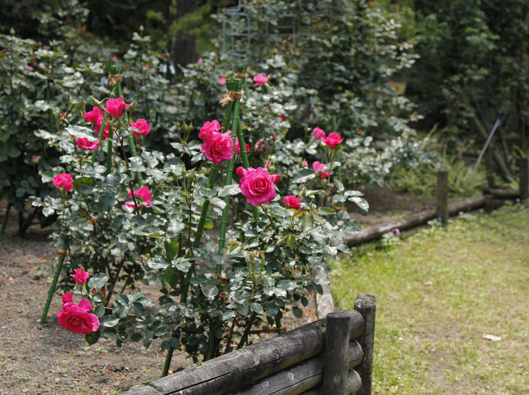 Flower Park Kagoshima-指宿市必去景点