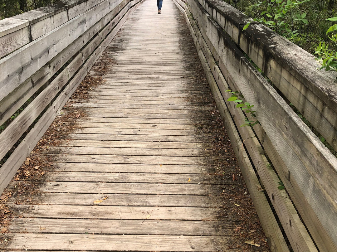 Latham Whitehurst Nature Park-新伯尔尼必去景点