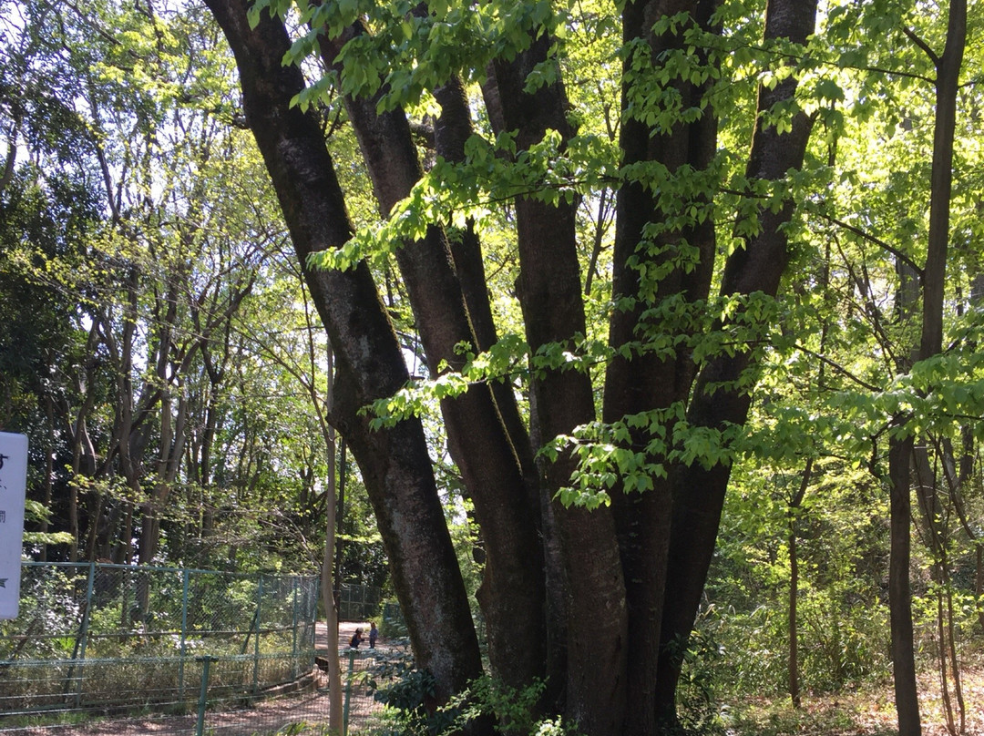 Sengenyama Park-府中市必去景点