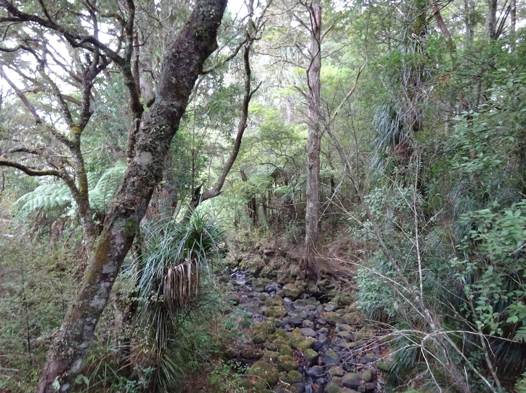 AH Reed Kauri Park景点图片