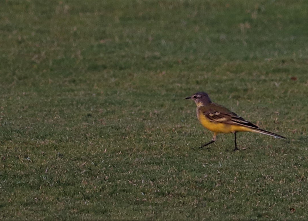 Kensville Golf Resort主图