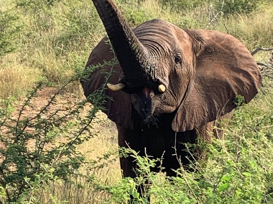 Ama-Zing African Safaris-玛洛斯帕克必去景点