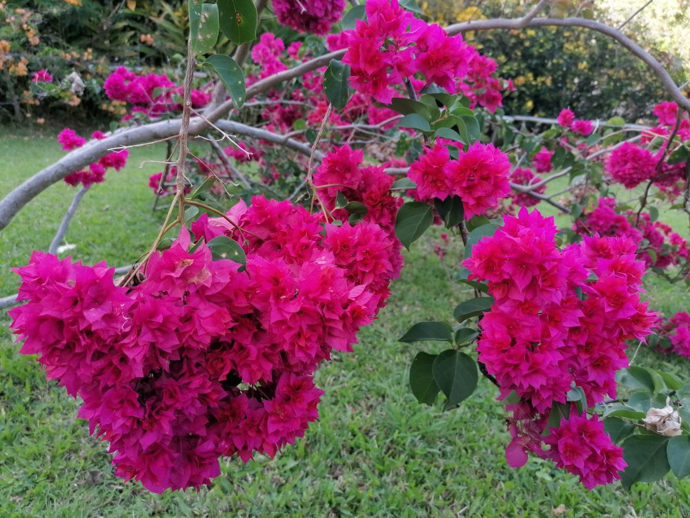 Ecotours Jardin Creole-Le Marin必去景点