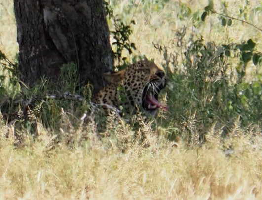 Mfafa Safaris-白河必去景点