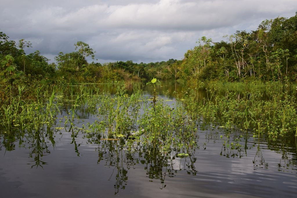 Area de Conservacion Regional Comunal Tamshiyacu Tahuayo景点图片