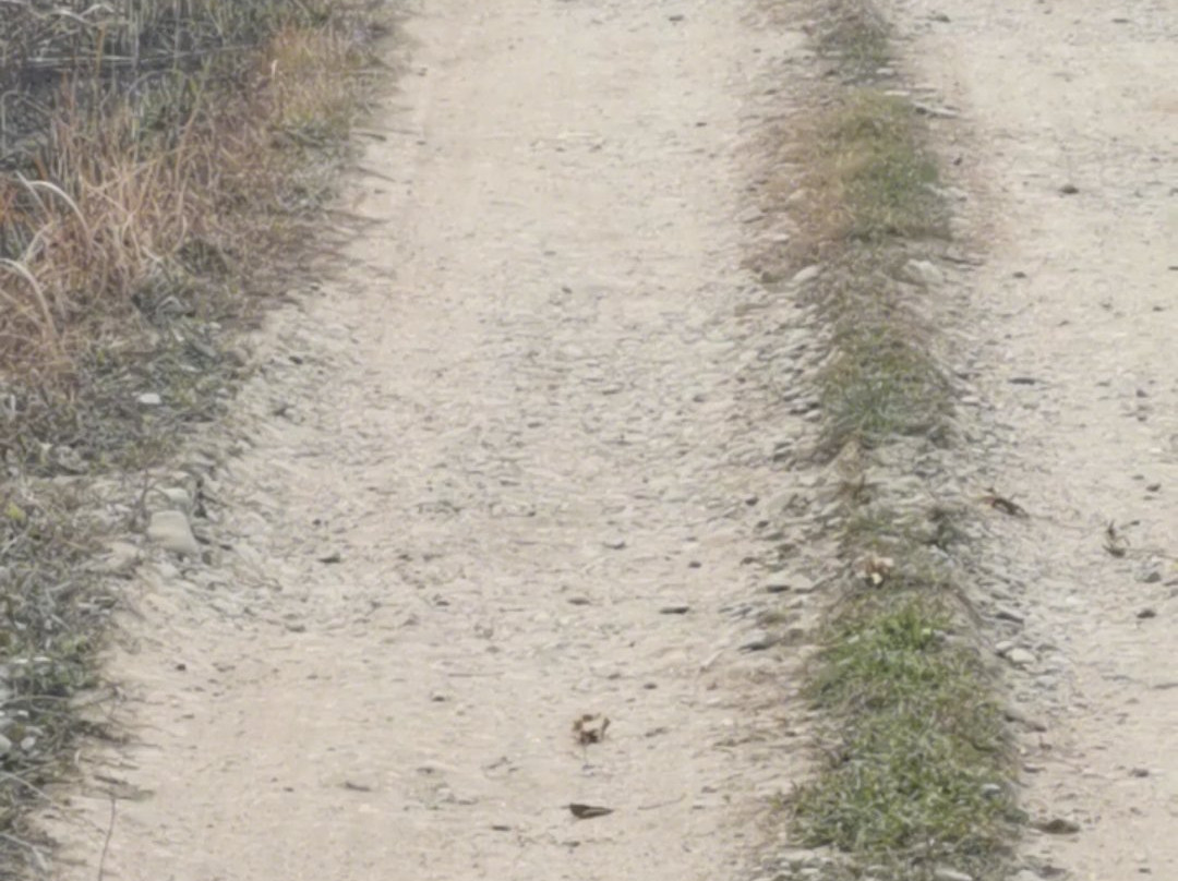 Jungle safari tours-奇旺国家公国必去景点