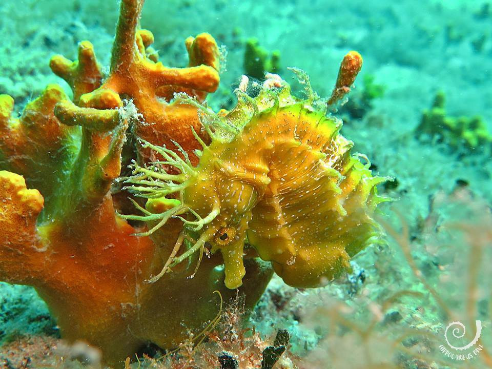 Hippocampus Diving Center-普拉必去景点