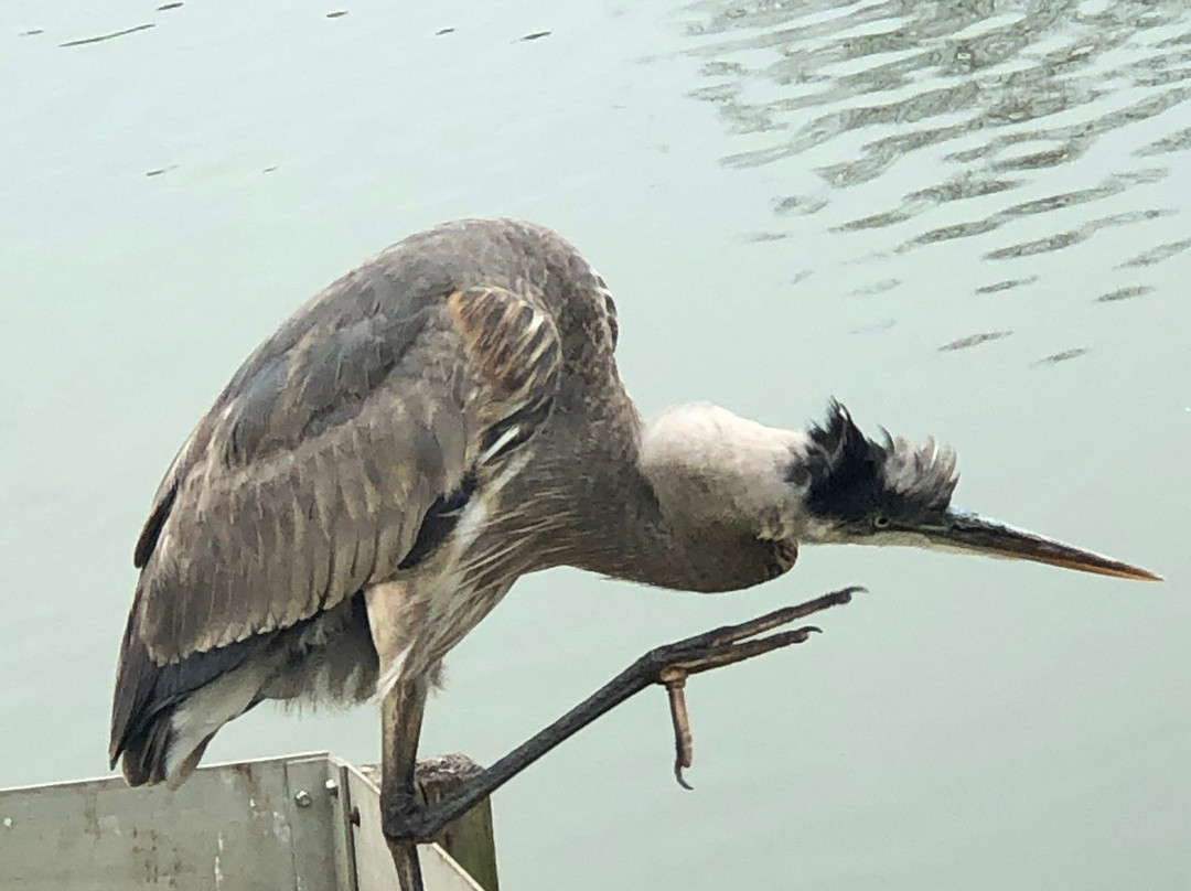 Tuscawilla Park-奥卡拉必去景点