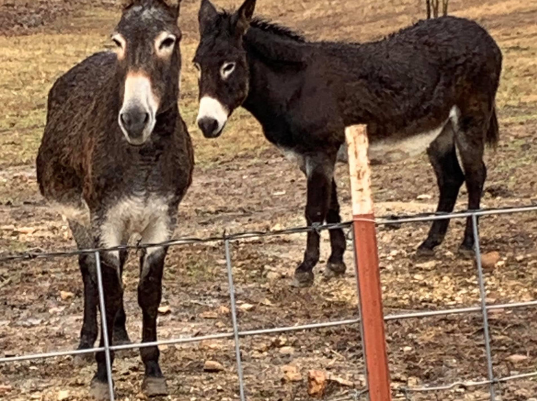 Where Pigs Fly Farm & Pigs Aloft Museum-Linn必去景点