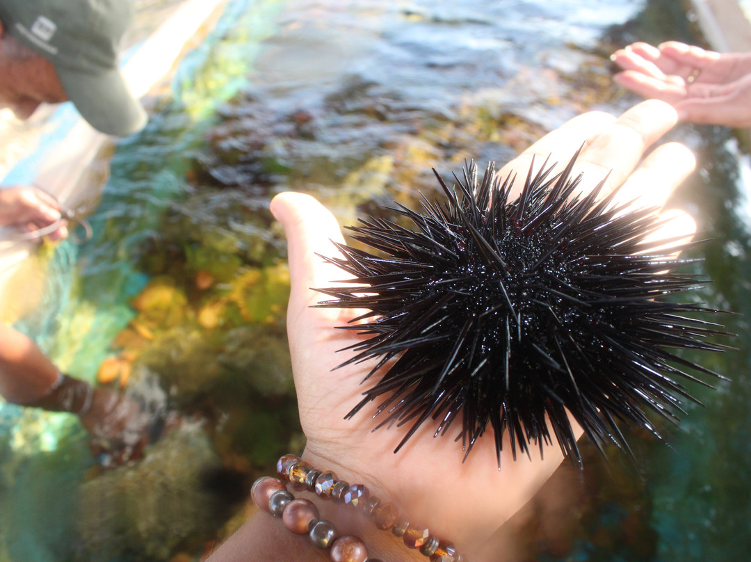 Projeto Tamar-Arembepe必去景点