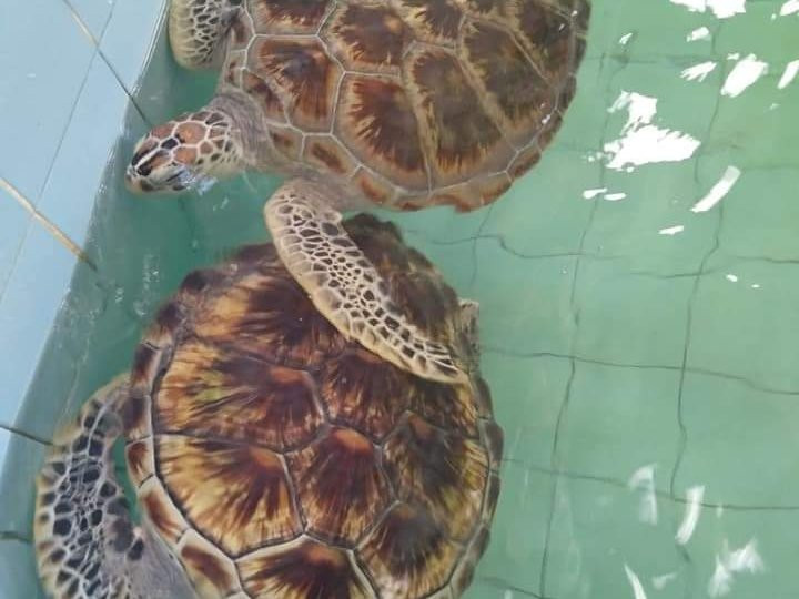 Khaolak 2 Go-拉克山必去景点