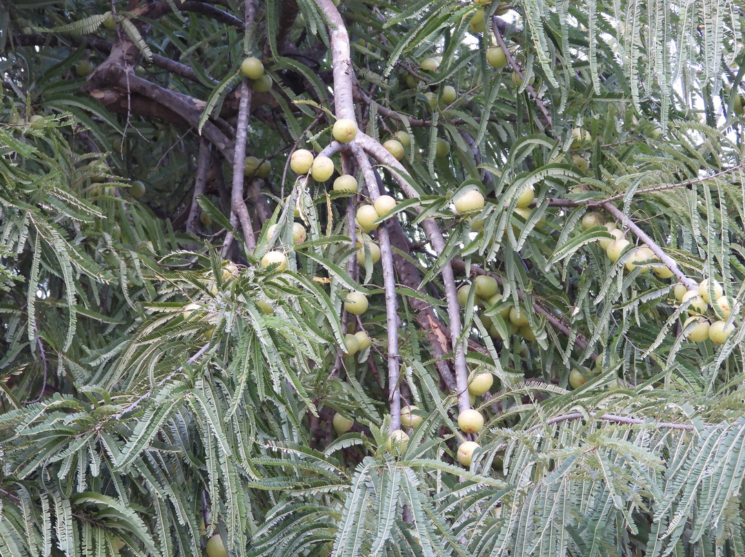 The Royal Retreat Resort & Spa, Udaipur主图