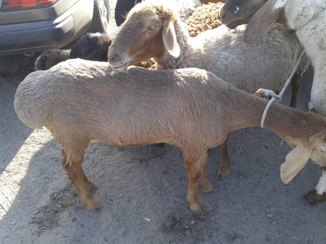 Karakol Cattle Market-Karakol必去景点