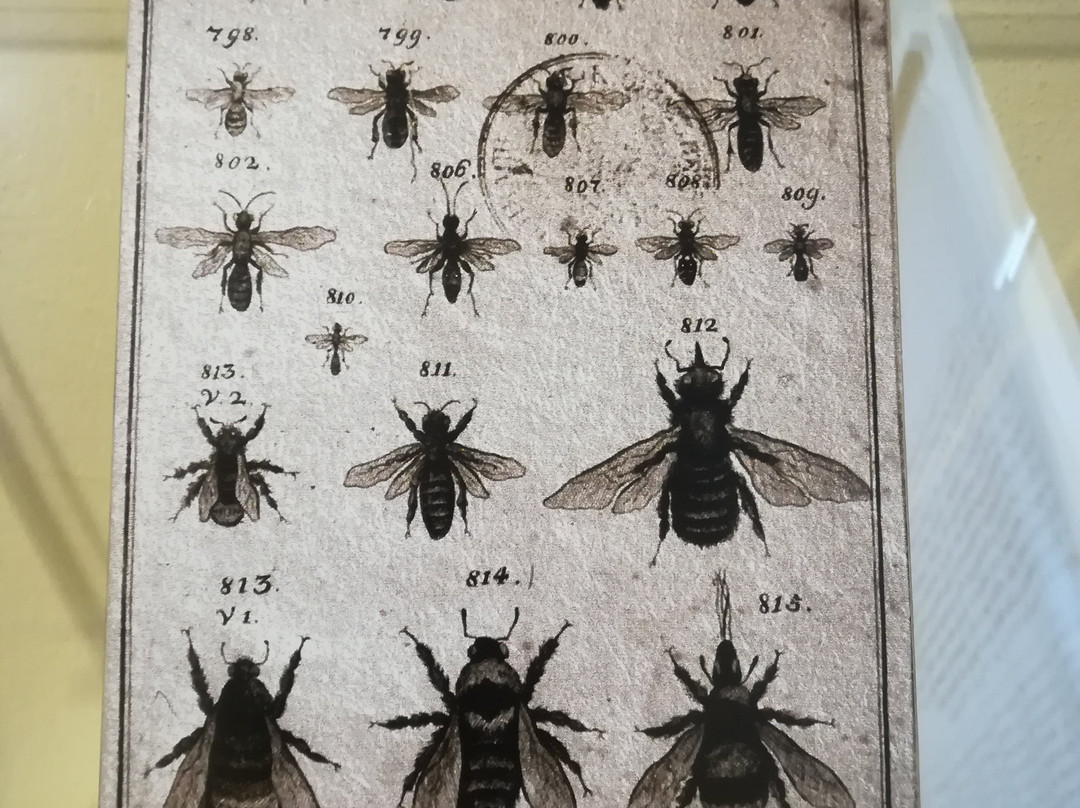 Beekeeping Museum (Cebelarski Muzej)-Radovljica必去景点