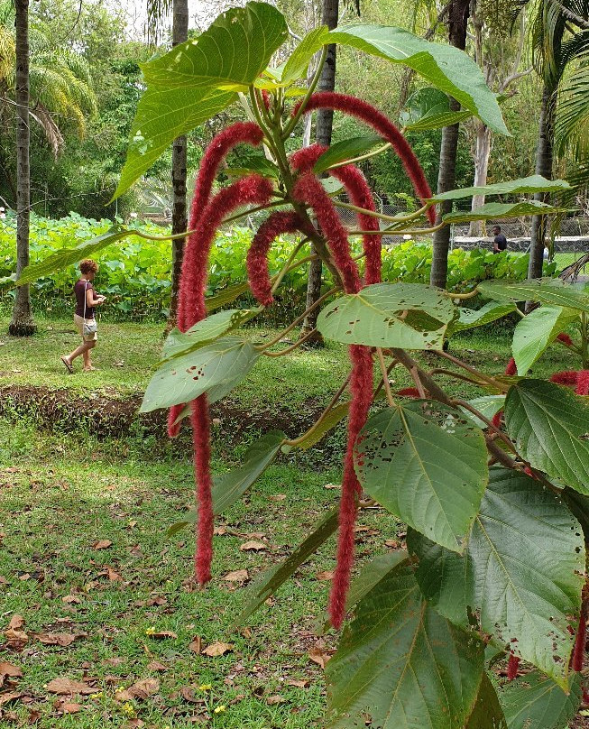 Curepipe Botanical Garden-Curepipe必去景点