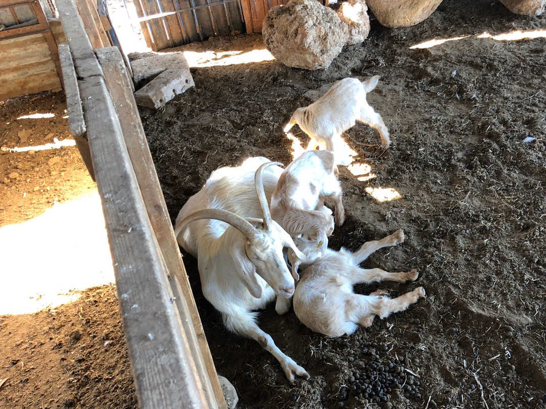 Iza Pziza Dairy-Tal Shahar必去景点