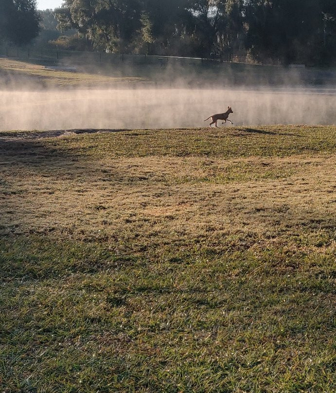 Barkley Square Dog Park-迪兰必去景点