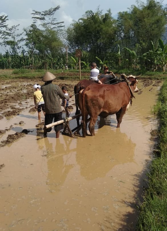 Borobudur Village Tour-Borobudur必去景点