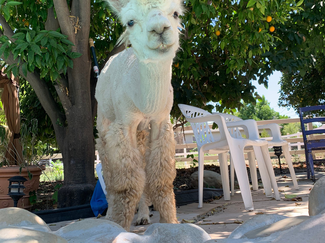 Acacia Mansion主图