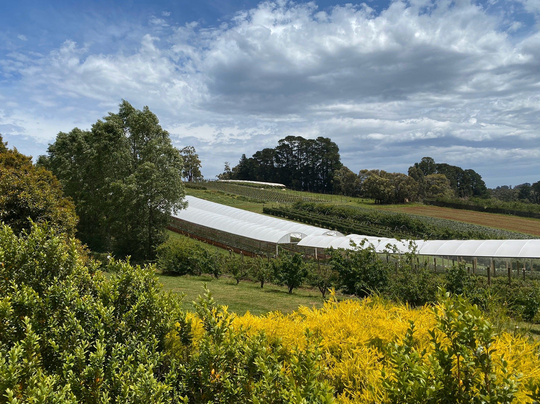 Blue Hills Berries and Cherries-Silvan必去景点