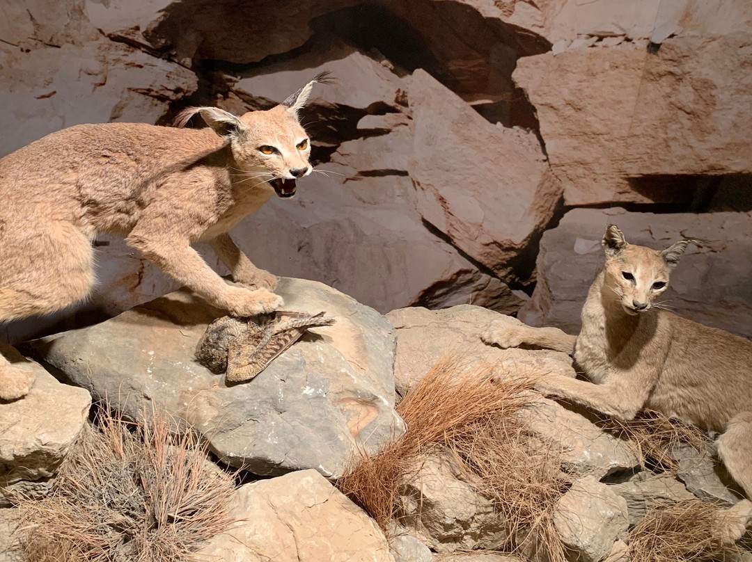 Natural History Museum-马斯喀特必去景点