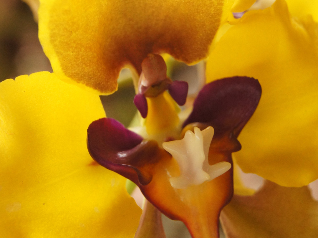 Forest of Orchids-Tenjo必去景点