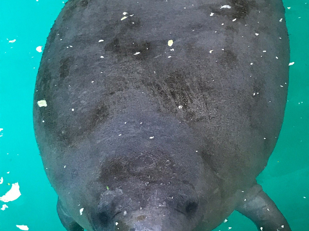 Manatee Center景点图片