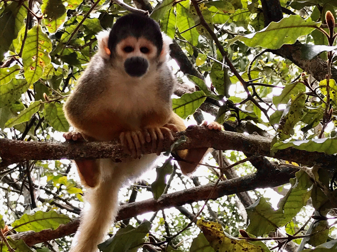 Monkeyland Primate Sanctuary-The Crags必去景点