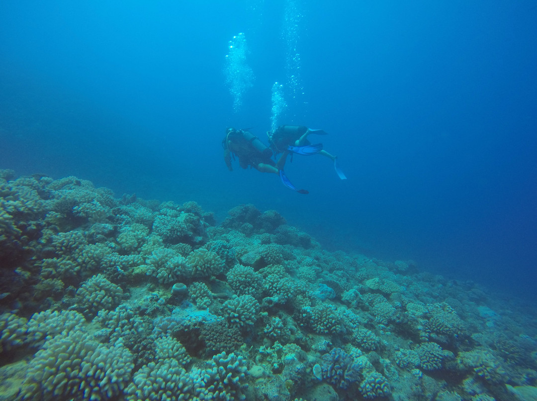 Scubatek Tahiti景点图片