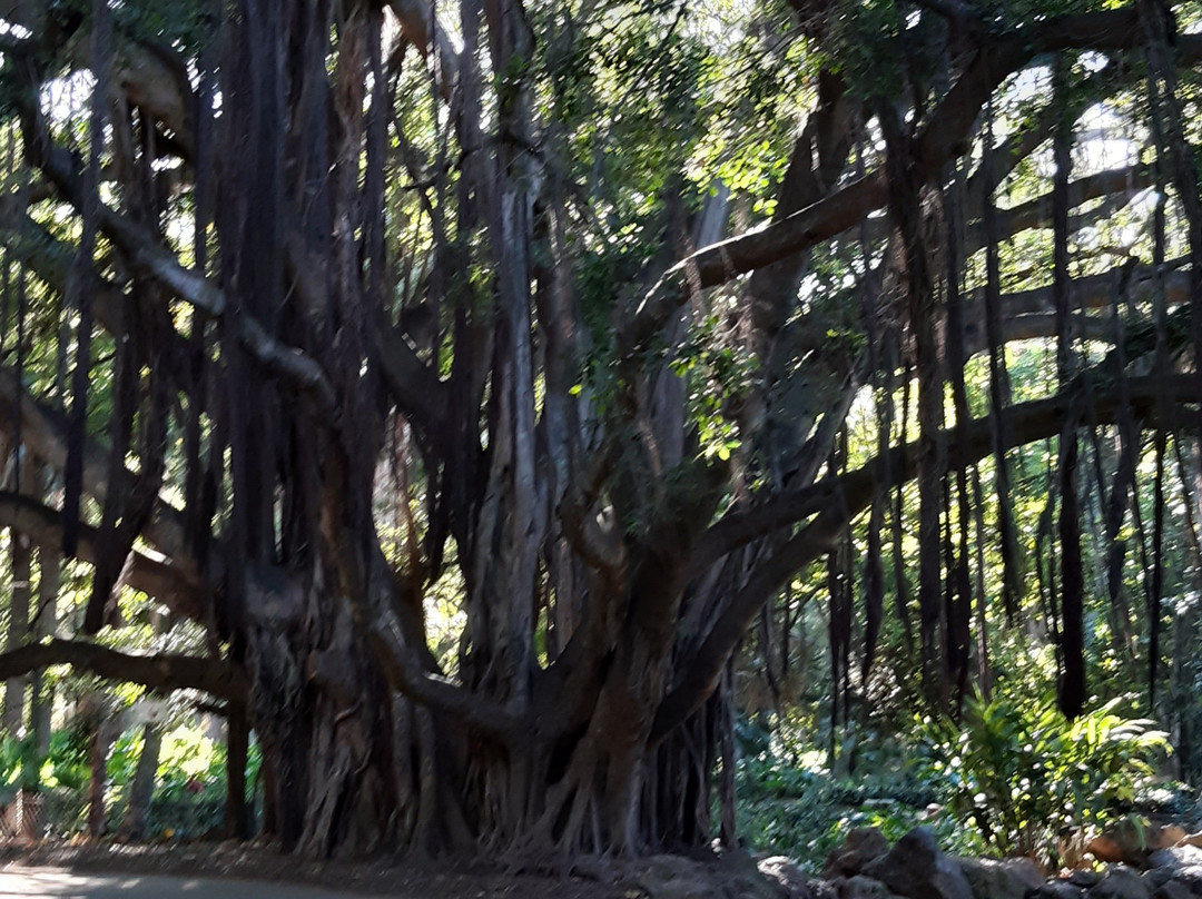 Le Jardin d'Essai du Hamma景点图片