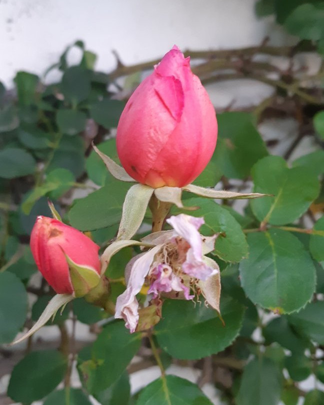 Kurland Park Accommodation主图