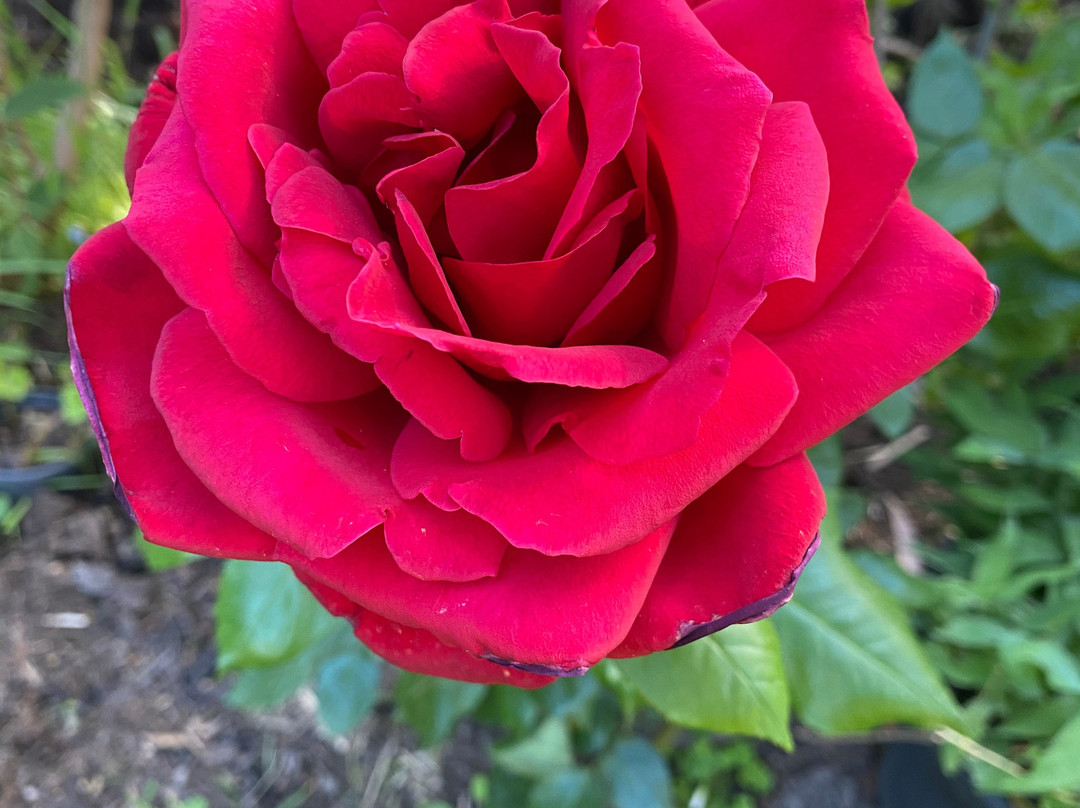 Litchfield Lodge Bed & Breakfast主图