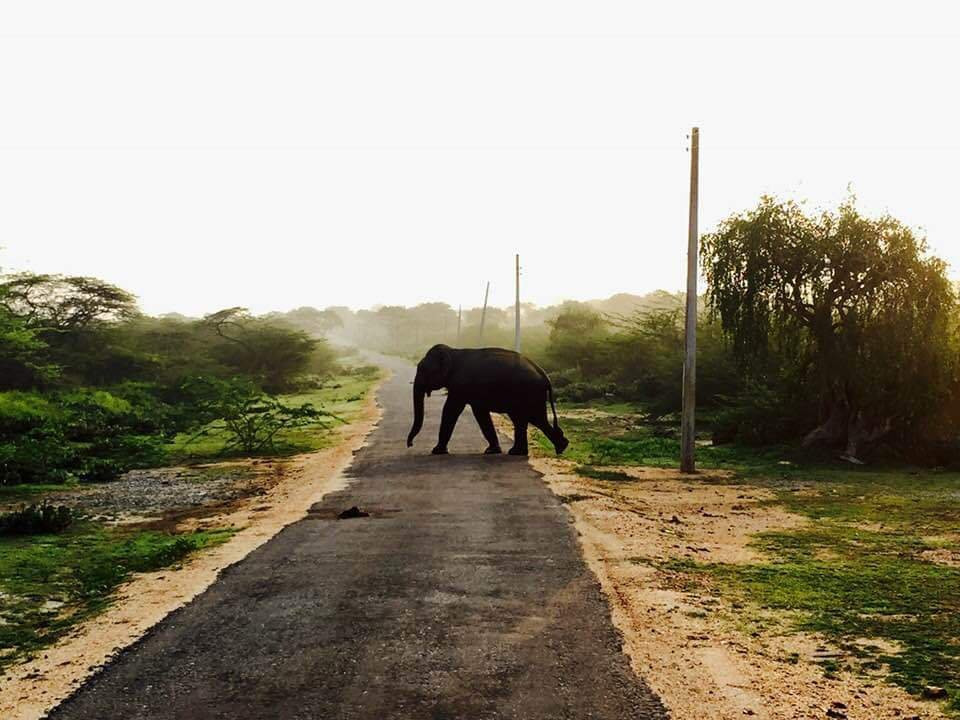 Elegant Safari-Hambantota必去景点