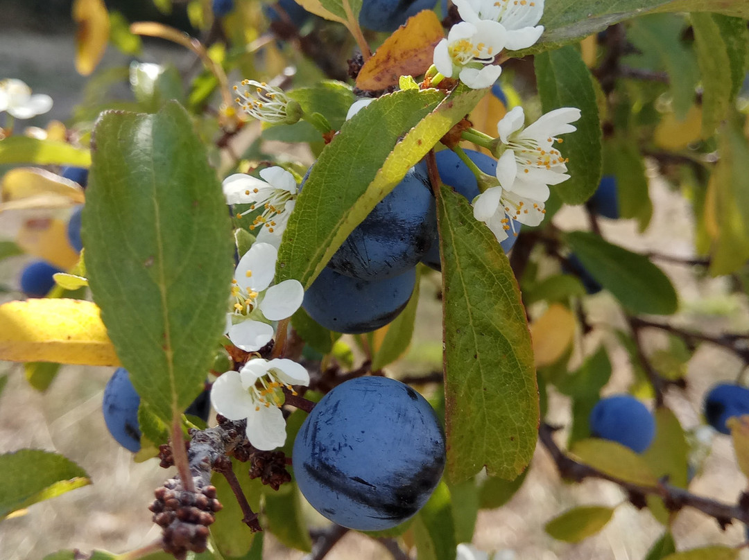 Destileria Pacharan Zoco-Dicastillo必去景点