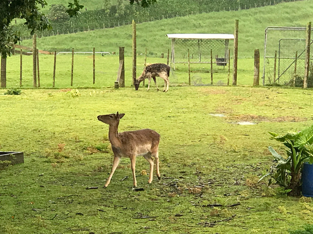 Deer story museum景点图片