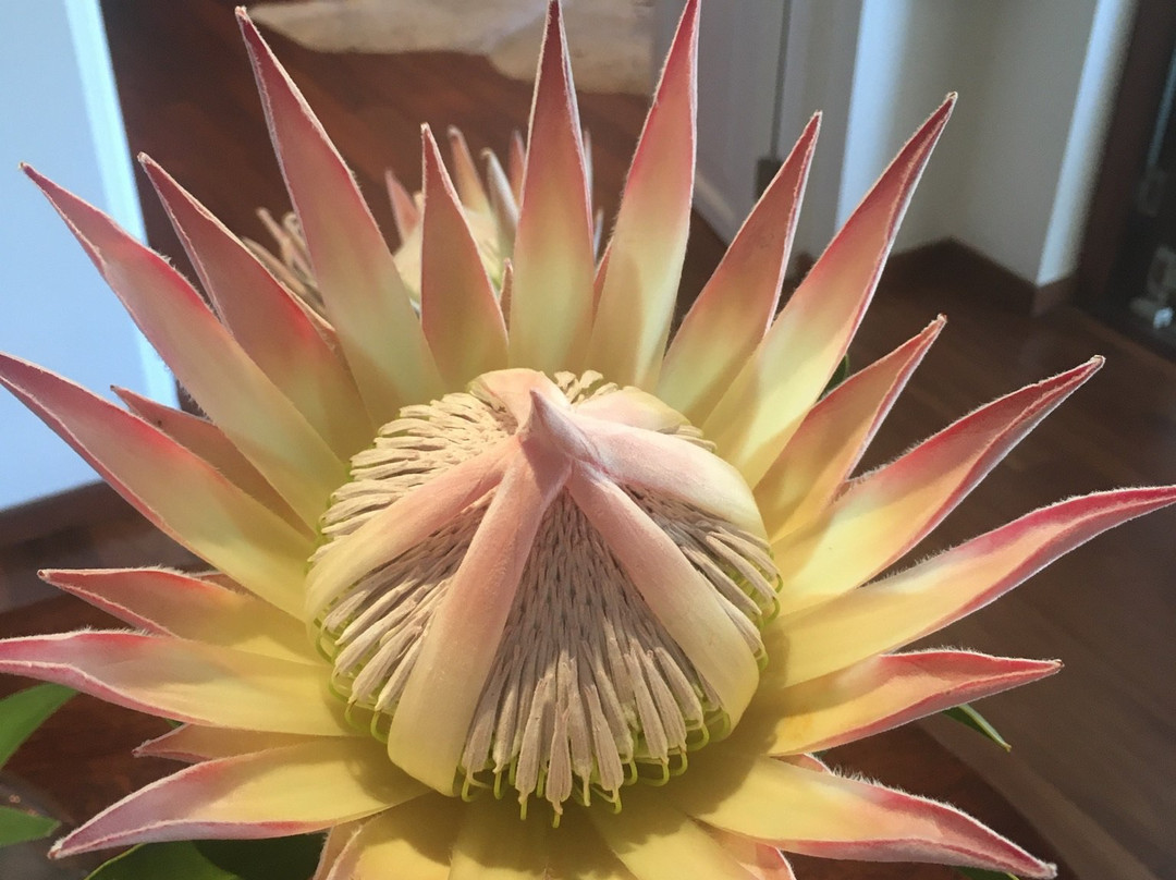 L'Avenir Country Lodge主图