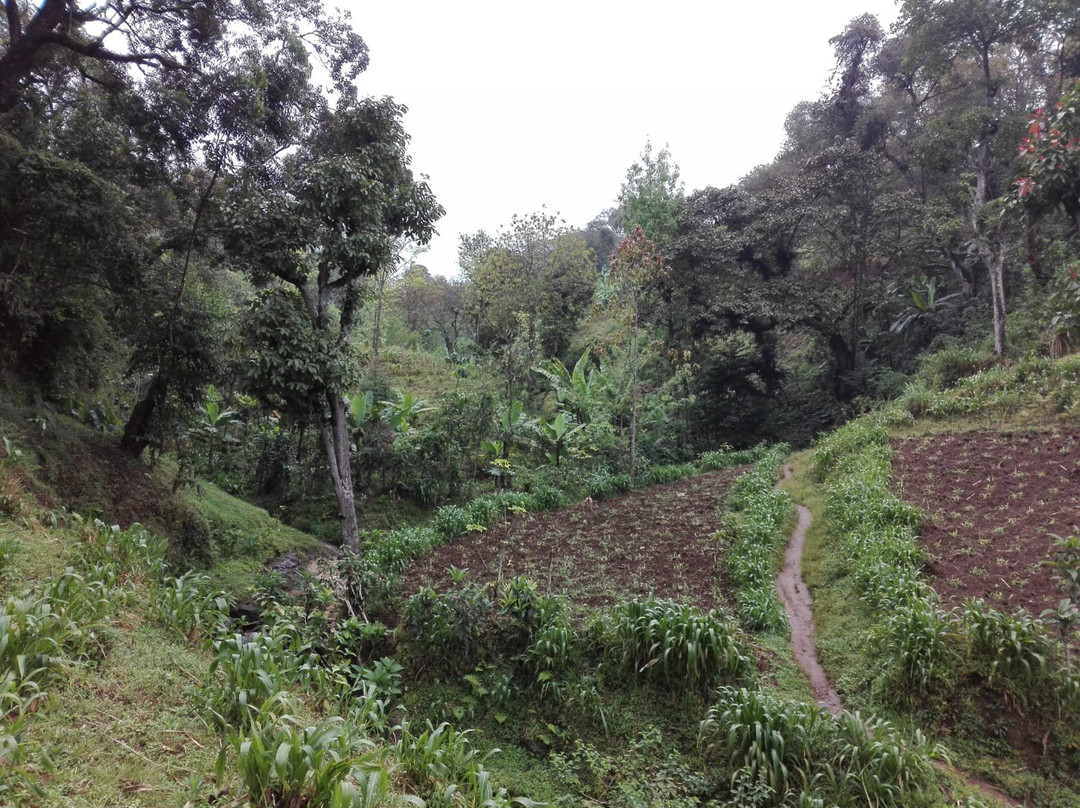 Kilimanjaro Friendship Trail景点图片