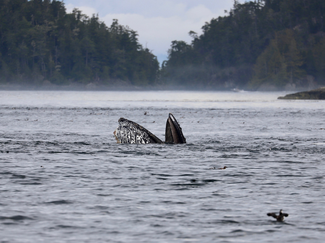 Mackay Whale Watching-Port McNeill必去景点