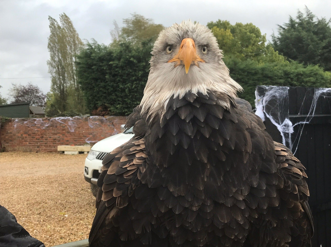 Birds of Prey Centre-Wilstead必去景点