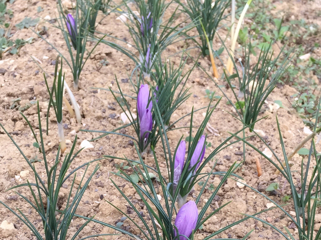 Azienda Agricola Vigna di More-Tione degli Abruzzi必去景点