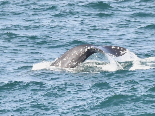 The Whale Watching Center-Depoe Bay必去景点