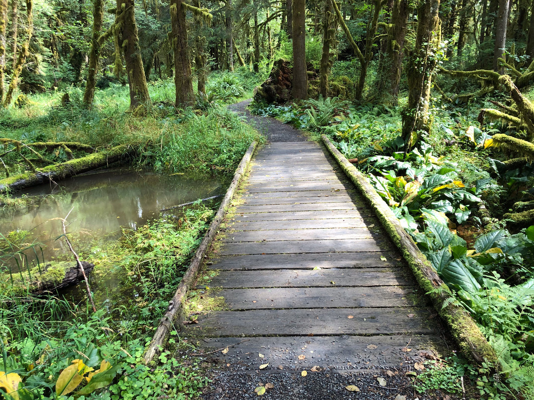 Maple Glade Rain Forest Trail景点图片