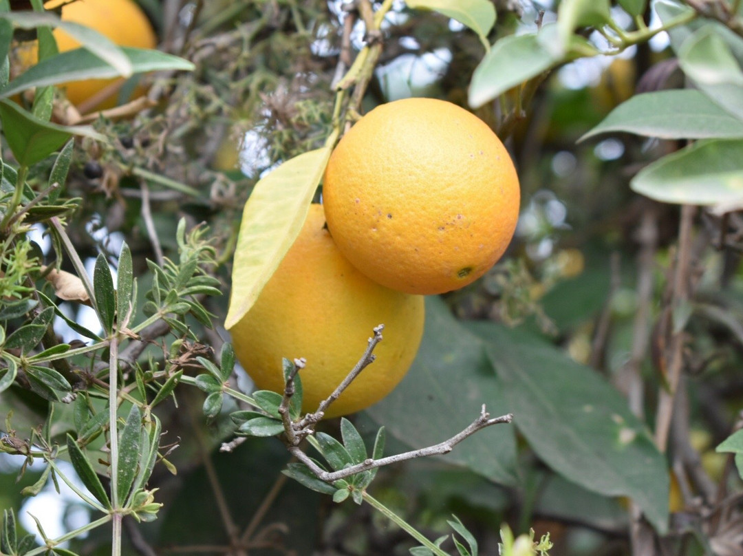 Mr Frutas景点图片