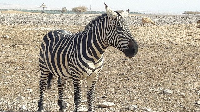 Antelope Ranch in the Arava Valley-Mahane Zofar必去景点