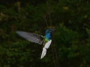 Aripo Hummingbird Watch-Arima必去景点
