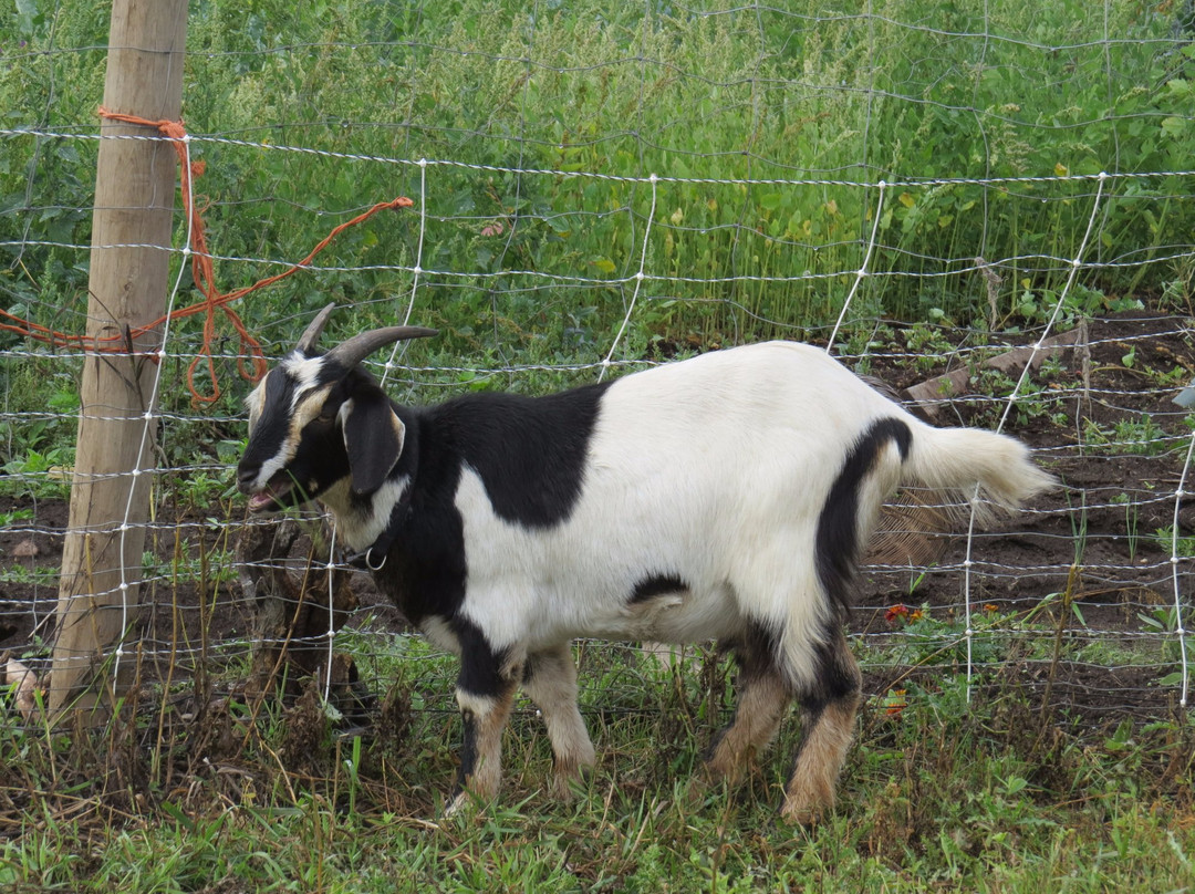 Heffley Creek旅游景点-Labyrinth Farm